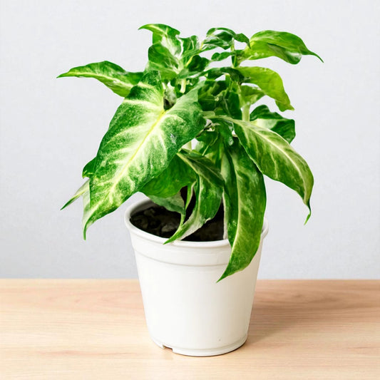 Syngonium Starlite