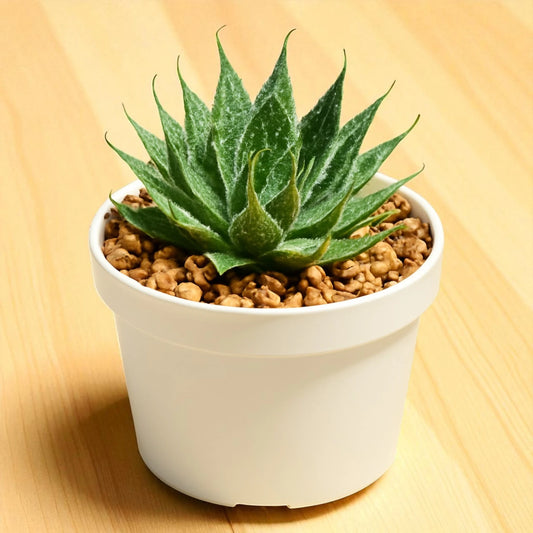 Aloe Aristata (Bare Rooted)