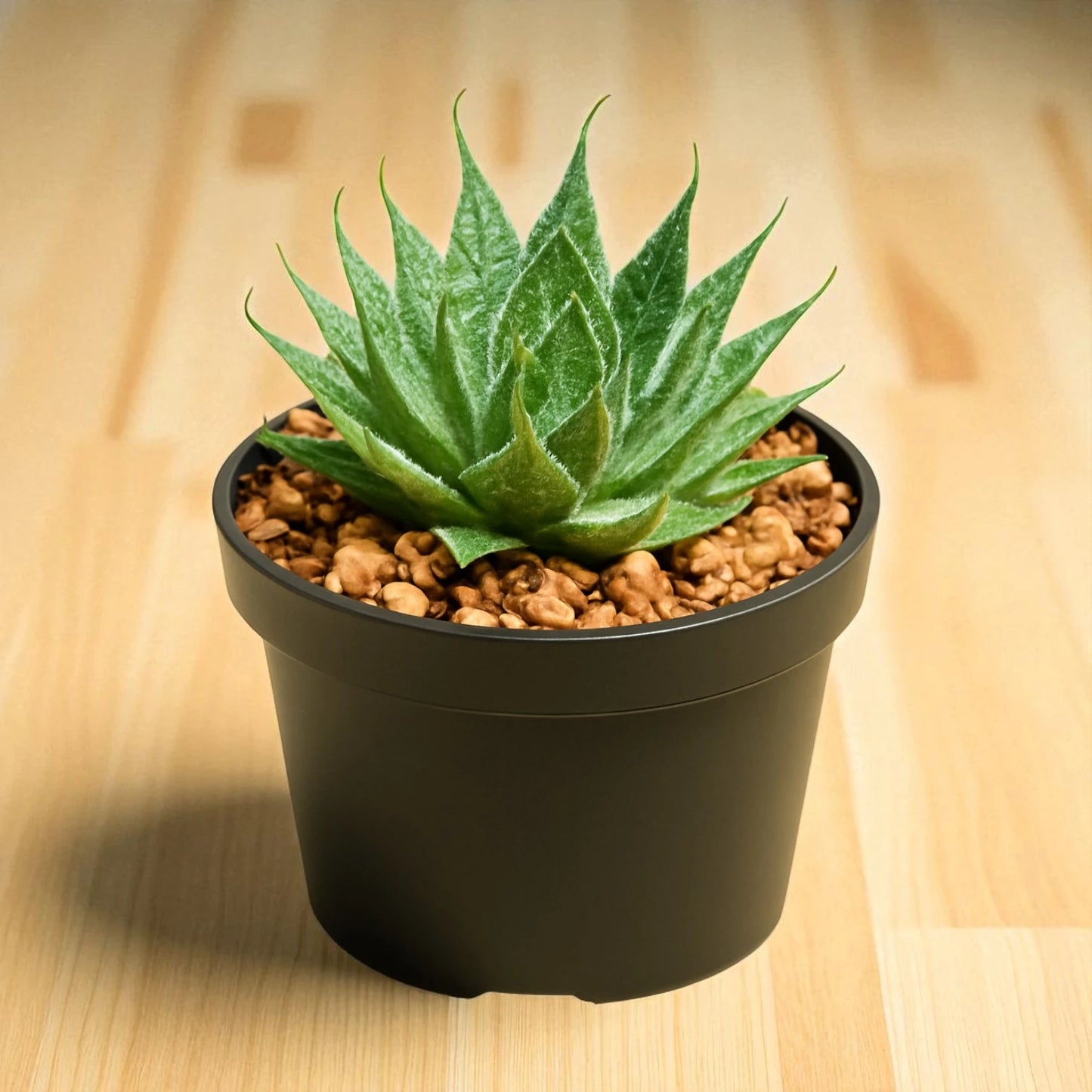 Aloe Aristata (Bare Rooted)