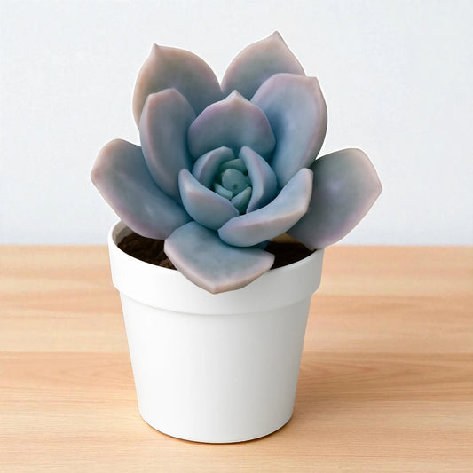 Echeveria Elegans Hybrid(Bare Rooted)