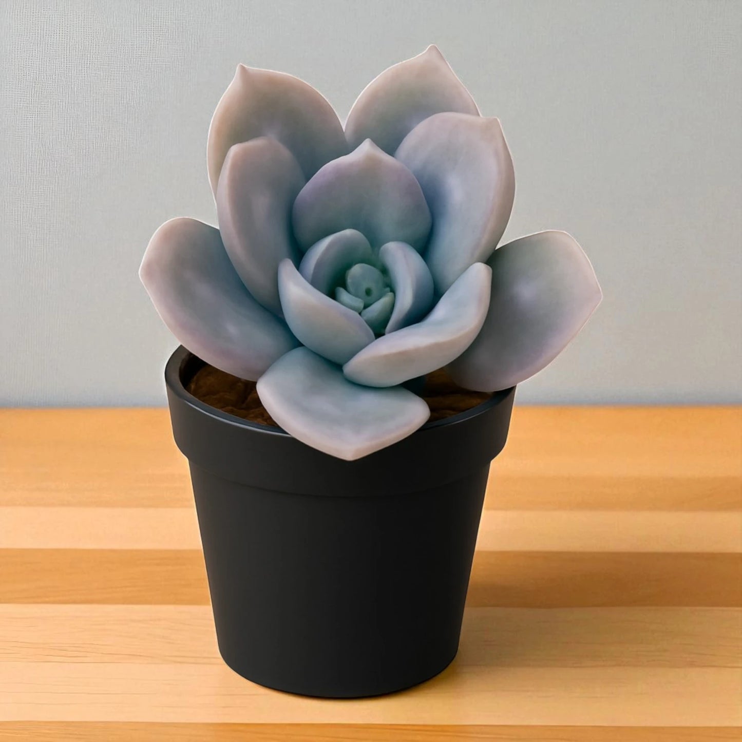 Echeveria Elegans Hybrid(Bare Rooted)