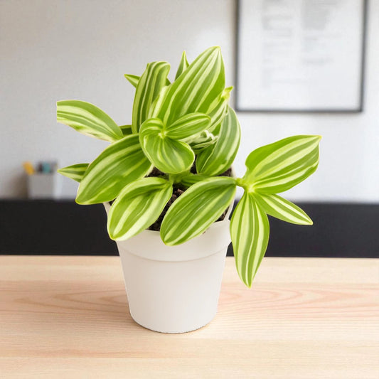 Tradescantia Pistachio White