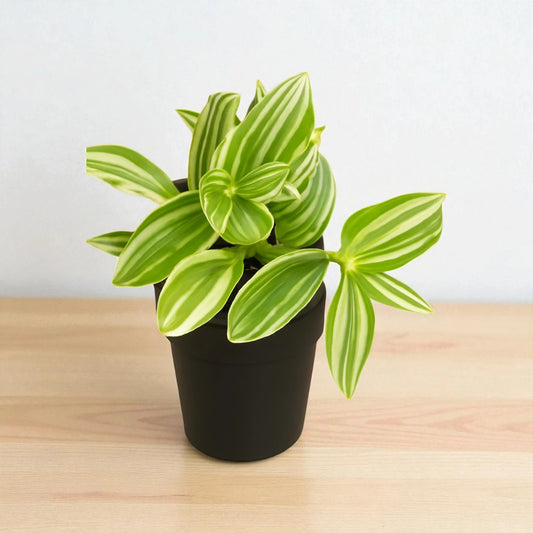 Tradescantia Pistachio White