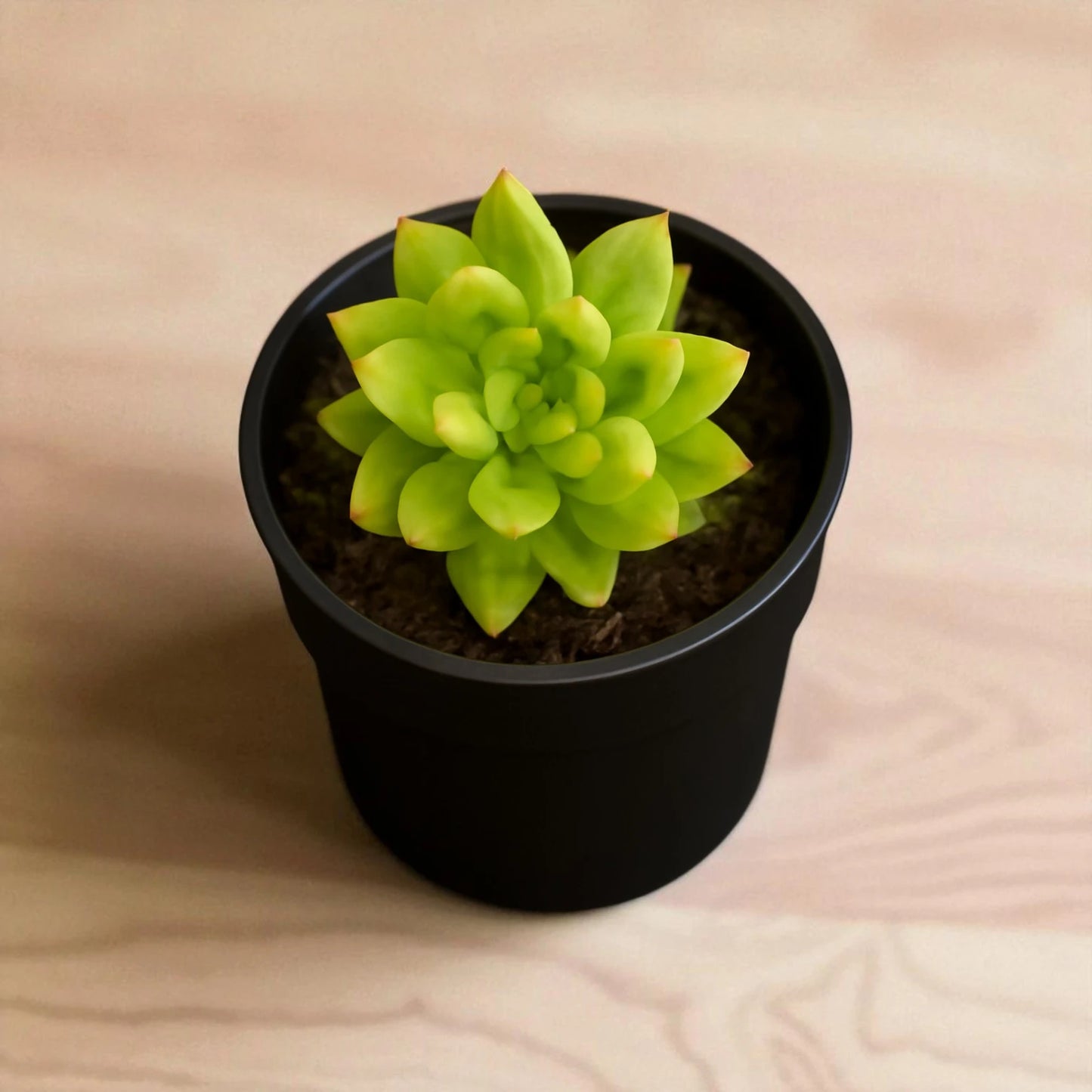 Sedum adolphii (Bare Rooted)