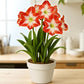 Amaryllis Lily
