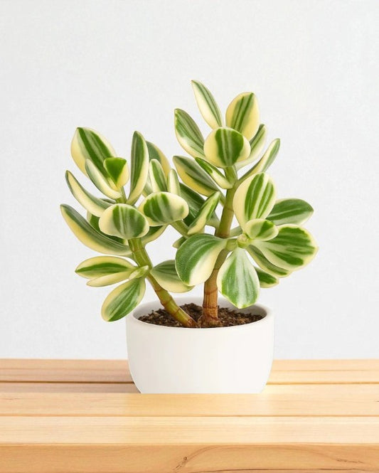 Variegated Jade Plant (Crassula Ovata)