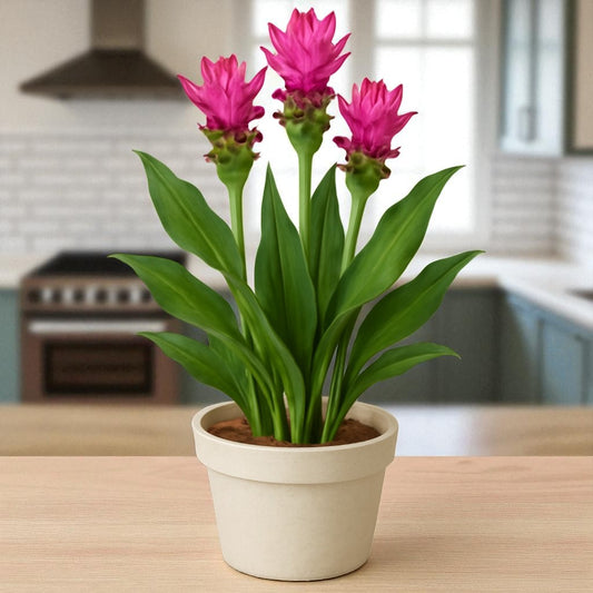 Cucurma Bulbs (Siam Tulips)