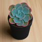 Echeveria Blue Sky (Bare Rooted)