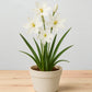Tritonia White