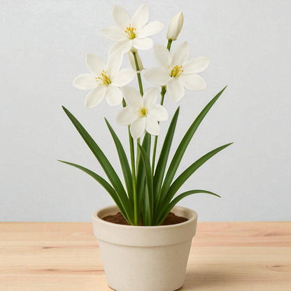Tritonia White