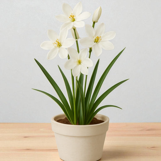 Tritonia White