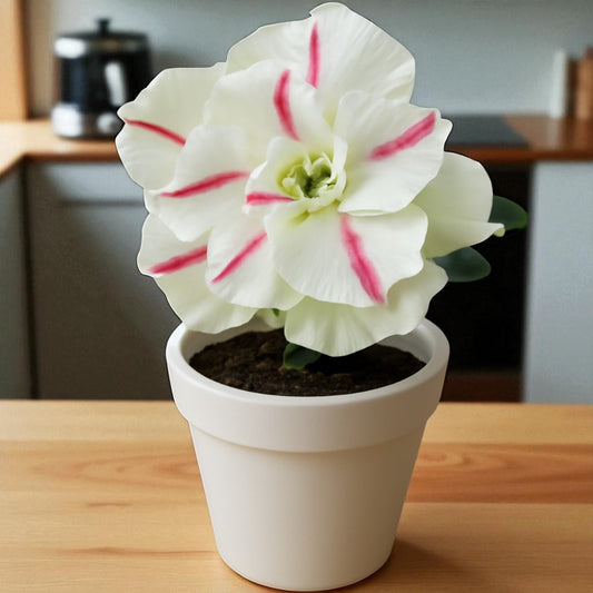 Adenium R66
