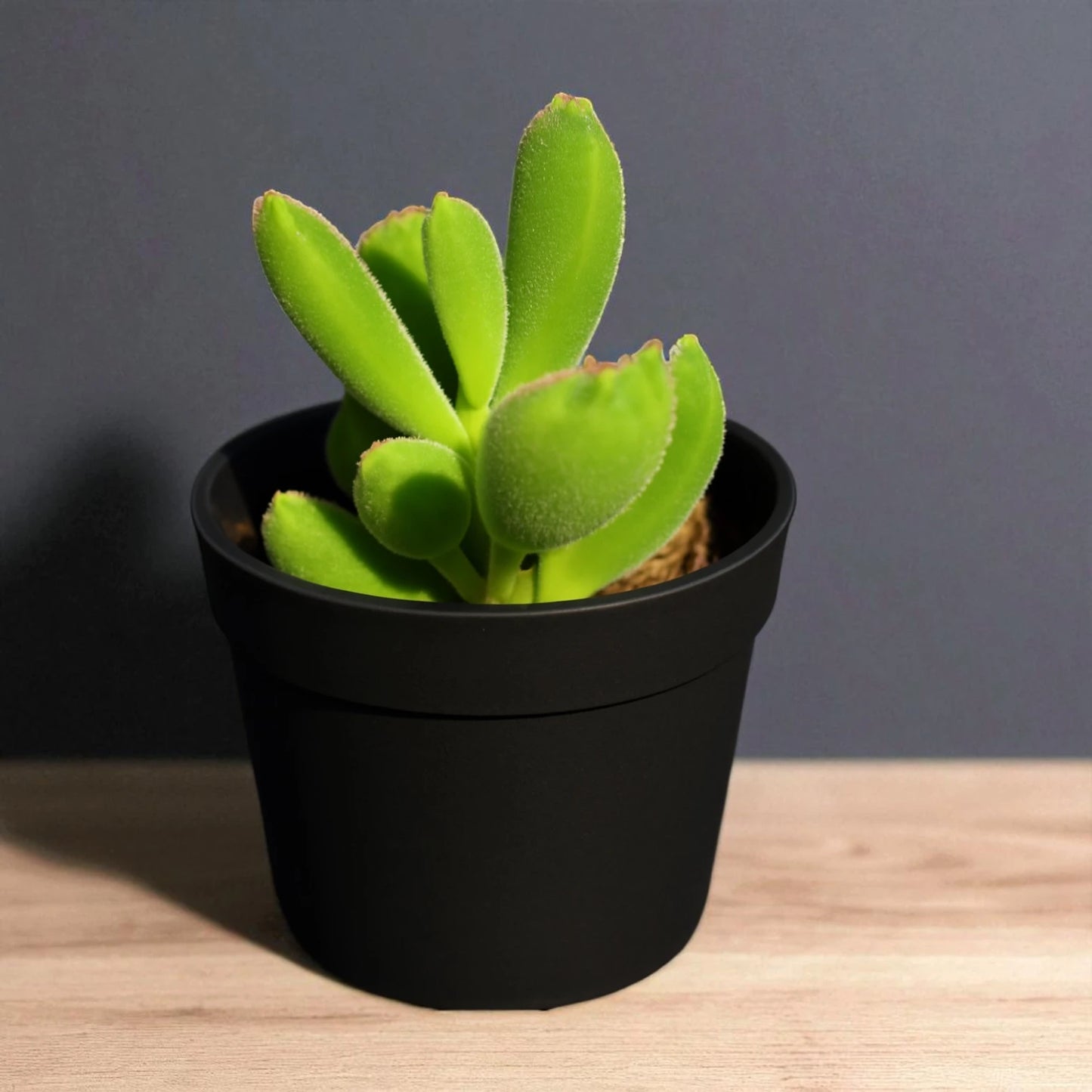 Cotyledon Tomentosa (Bare Rooted)
