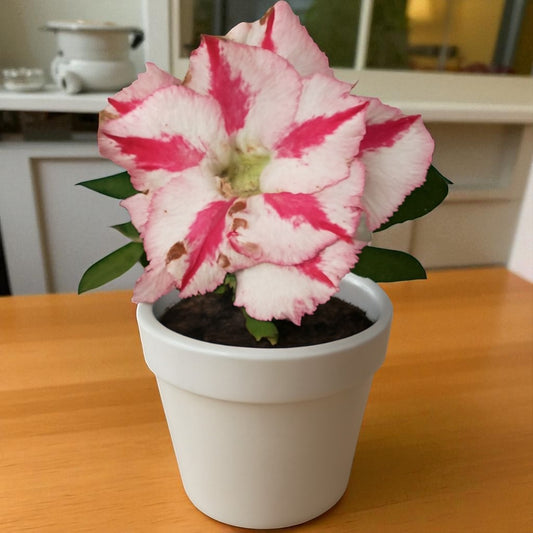 Adenium R68