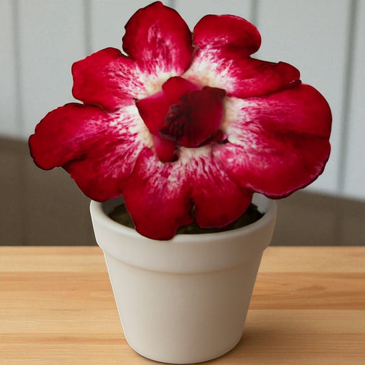 Adenium R69