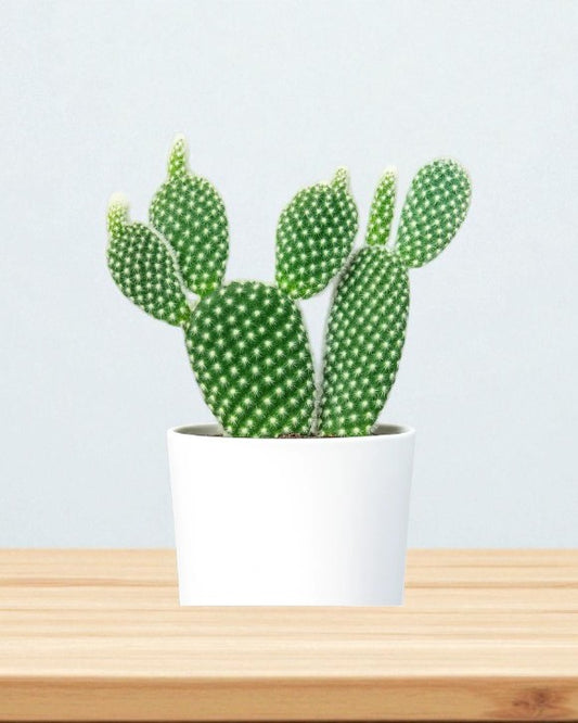 Opuntia microdasys var. albospina ‘White Bunny Ears'