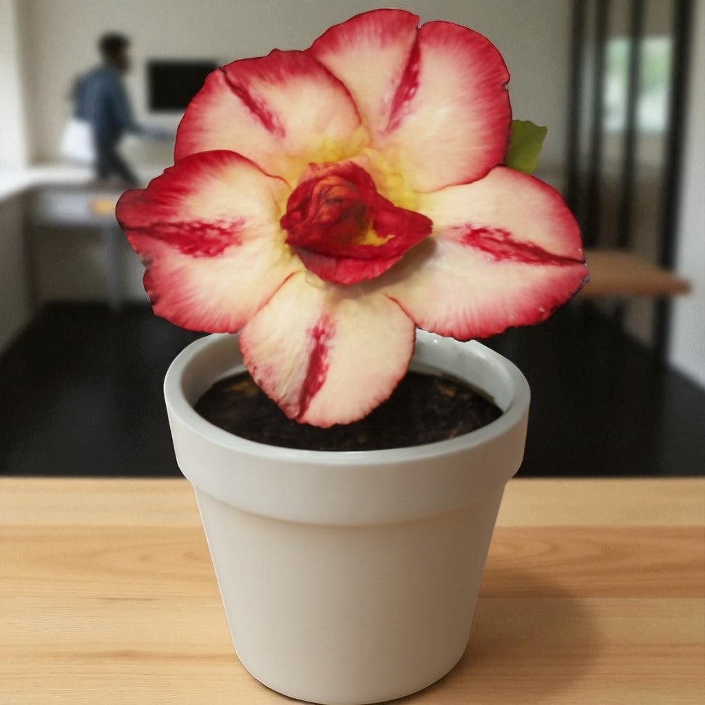 Adenium R70
