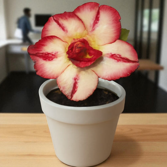 Adenium R70