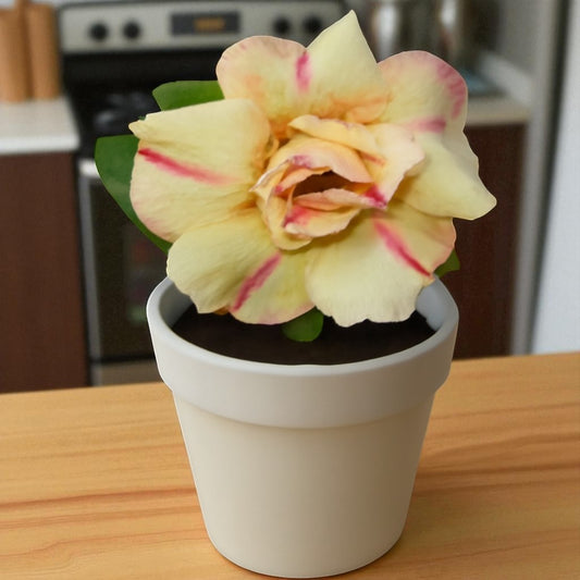 Adenium R71