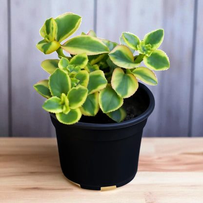 Crassula sarmentosa (BARE ROOTED)