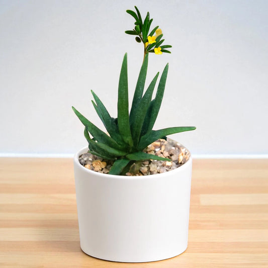 ALOE BLACK BEAUTY (Bare Rooted)