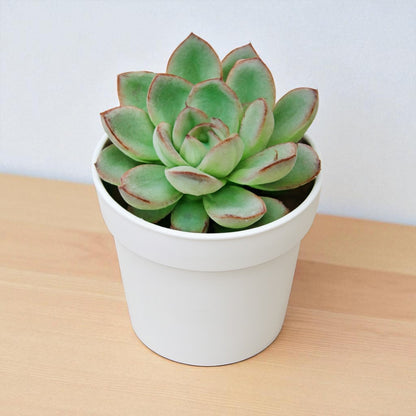 Echeveria Pulidonis (Bare Rooted)