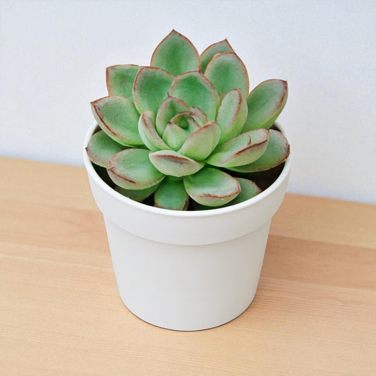 Echeveria Pulidonis (Bare Rooted)