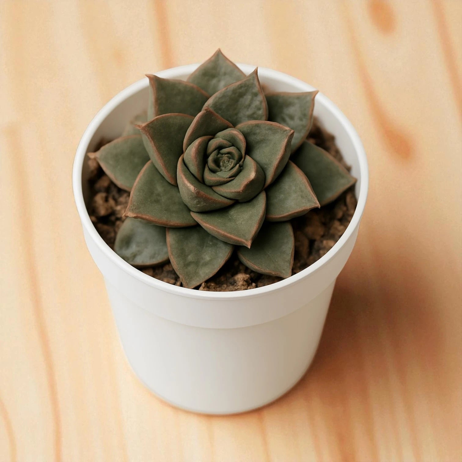 dionysos succulent Buy Echeveria Dionysos Plant Online In India