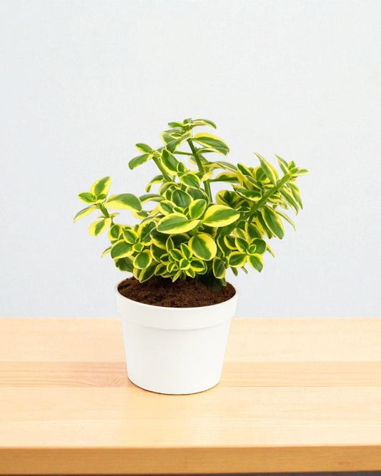 Crassula sarmentosa (BARE ROOTED)