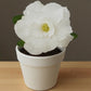 Adenium R73