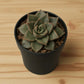 Echeveria Dionyosis (Bare Rooted)