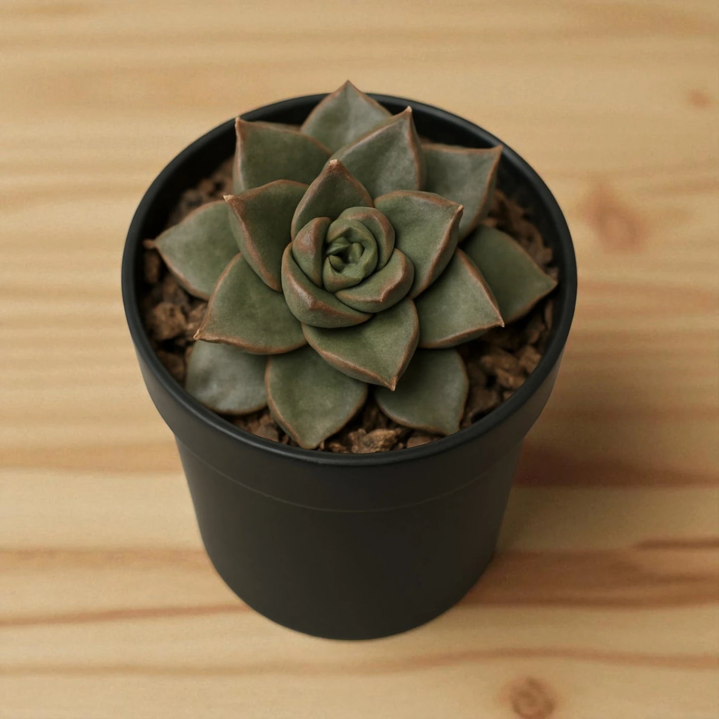 Echeveria Dionyosis (Bare Rooted)