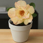 Adenium R74