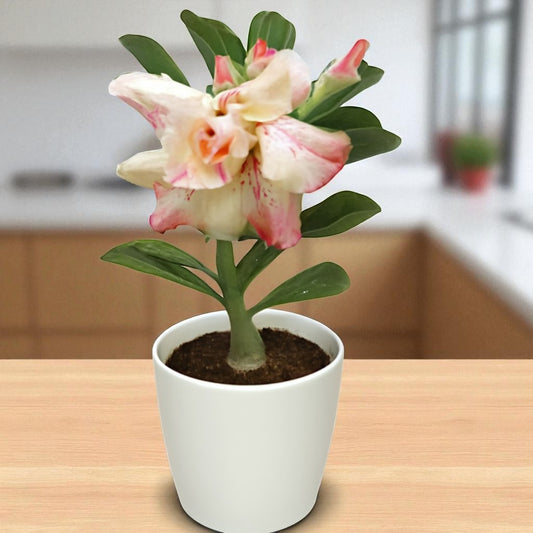 Adenium R75