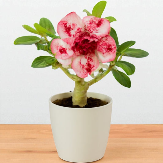 Adenium R76