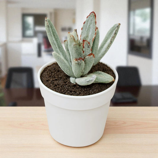 Kalanchoe Tomentosa (BARE ROOTED)