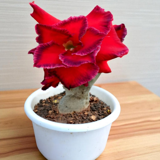 Adenium R77