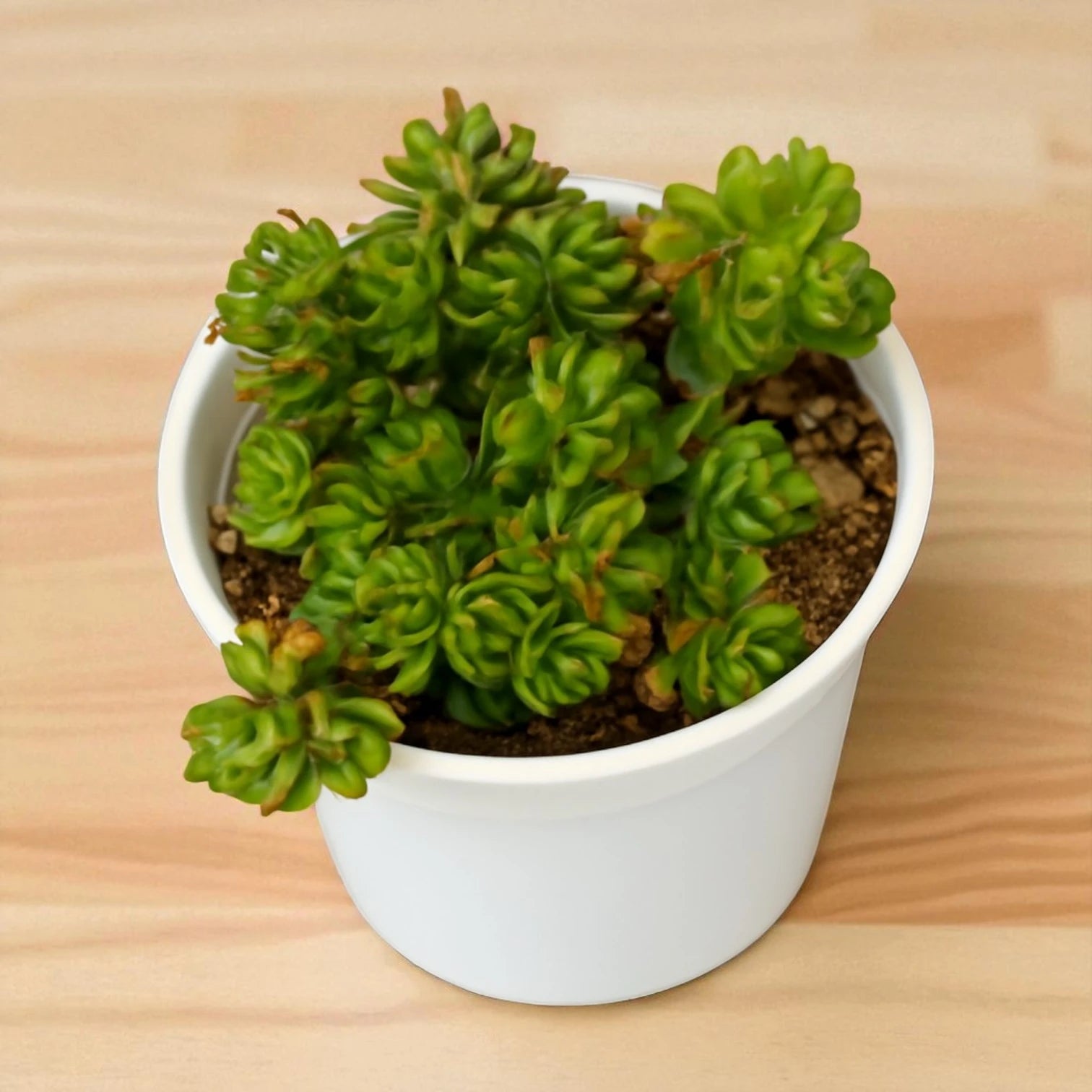 Crassula lanuginosa var. pachystemon 'David'