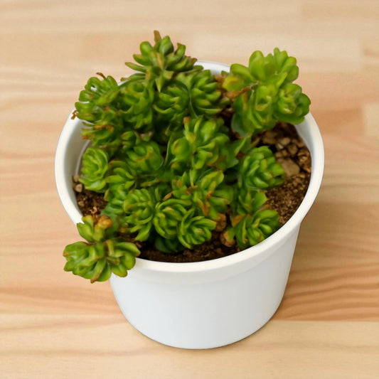 Crassula lanuginosa var. pachystemon 'David'