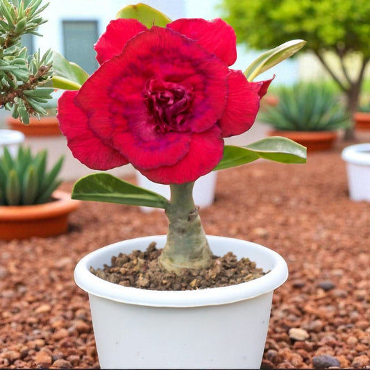 Adenium R78