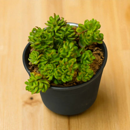 Crassula lanuginosa var. pachystemon 'David'