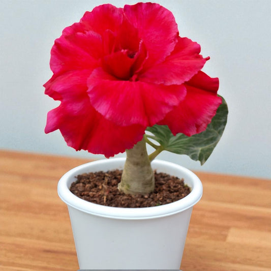 Adenium R79