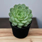 ECHEVERIA ON SLOW (BARE ROOTED)