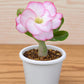 Adenium R80