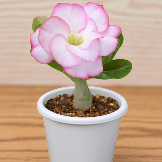 Adenium R80
