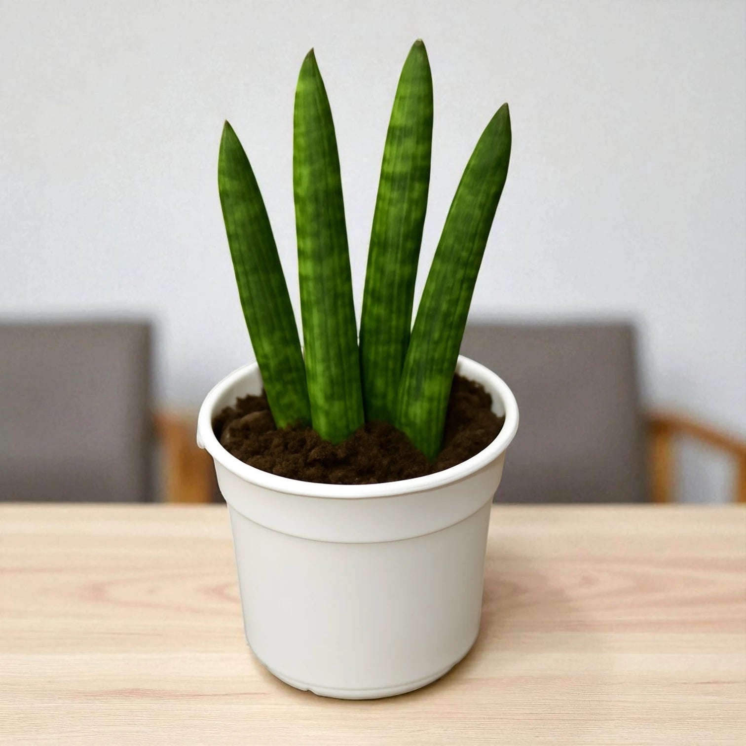 buy snake plant online india Buy Sansevieria Cylindrica plant online in India – Plant Orbit
