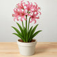Neirine Lily