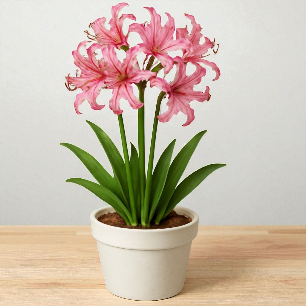 Neirine Lily Bulb
