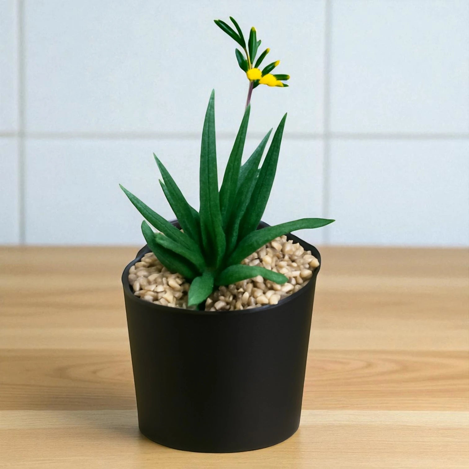 Buy Black Aloe Succulents Online From Plant Orbit At Lowest Price