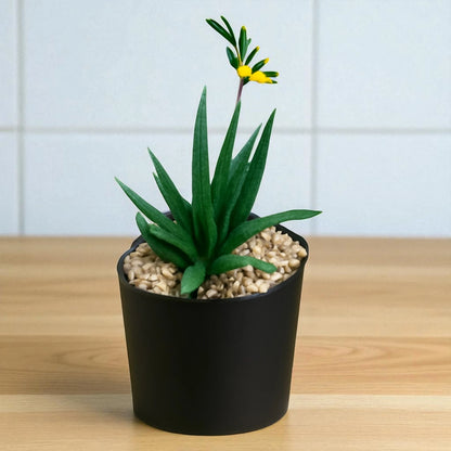 ALOE BLACK BEAUTY (Bare Rooted)